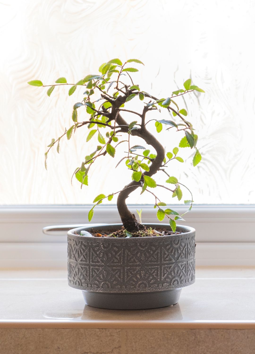 Bonsai tree on a bathroom windowsill