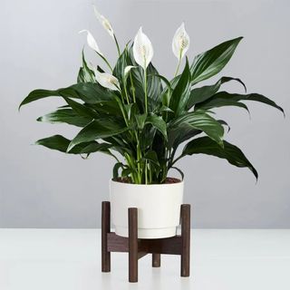 A peace lily in a mid-century modern planter against a white background