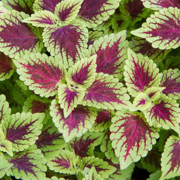 Coleus Defiance Live Plants, 4 Starter Plants, Red- Bright Yellowish-Green Color.foliage, Indoor/outdoor, 12 Inches Height