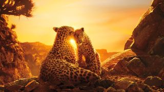 De beste Netflix-dokumentarene: To leoparder i dokumentaren Our Planet