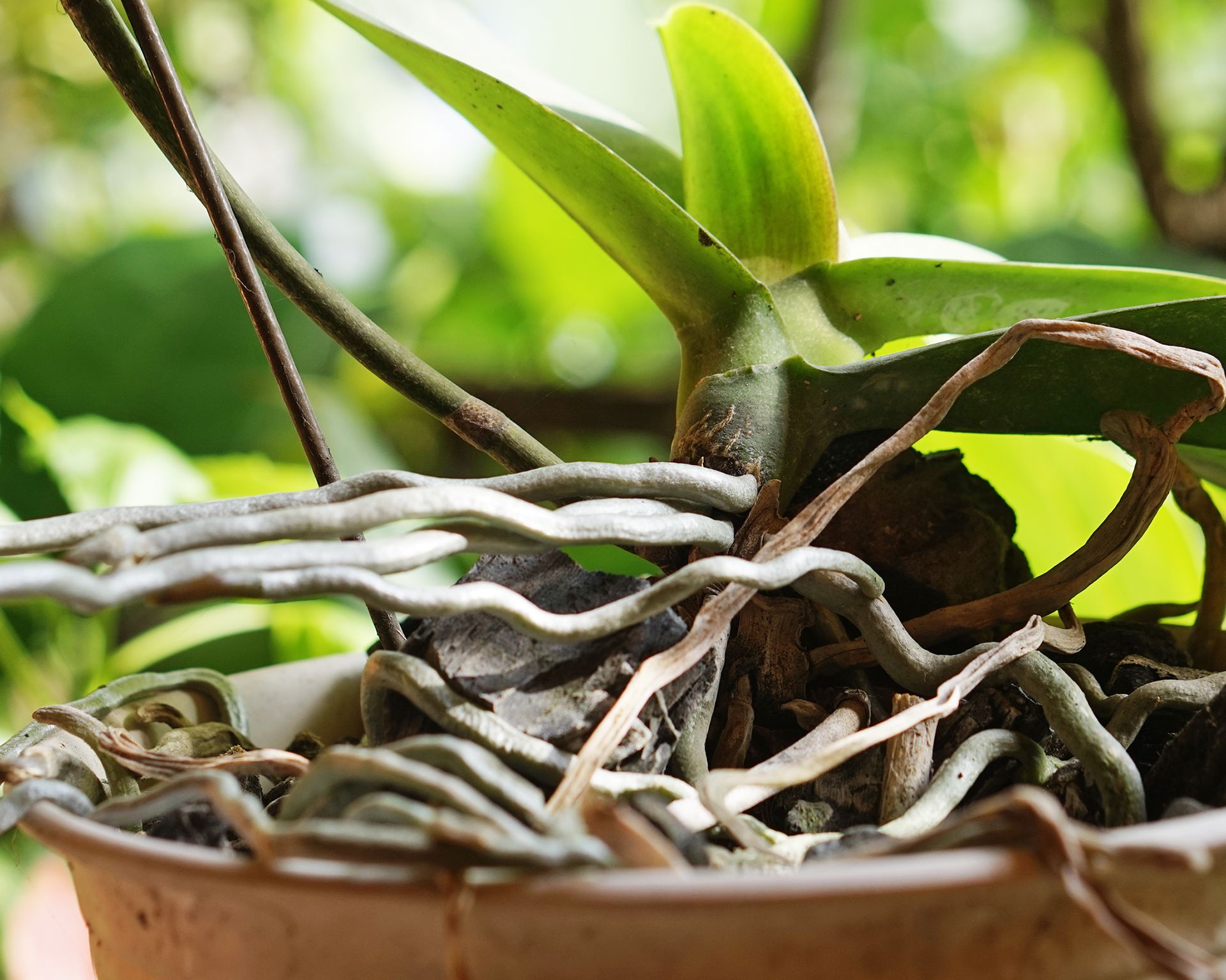 How To Repot An Orchid: Essential Guide For Thriving Plants | Gardening ...