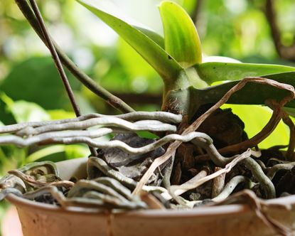 Aerial orchid roots growing out of pot