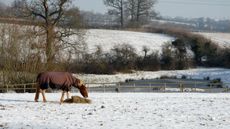 Horse wearing a rug eating hay in a snowy field