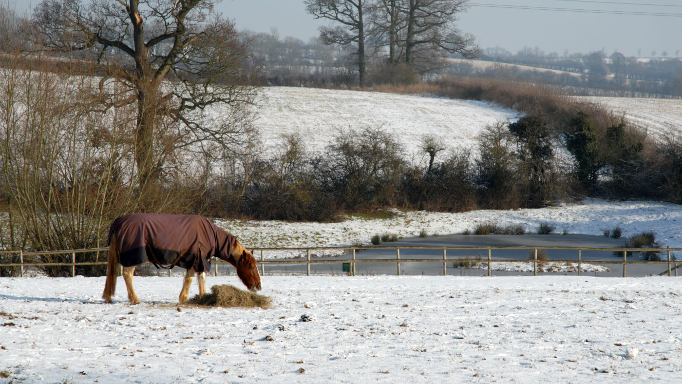 Horse wearing a rug eating hay in a snowy field