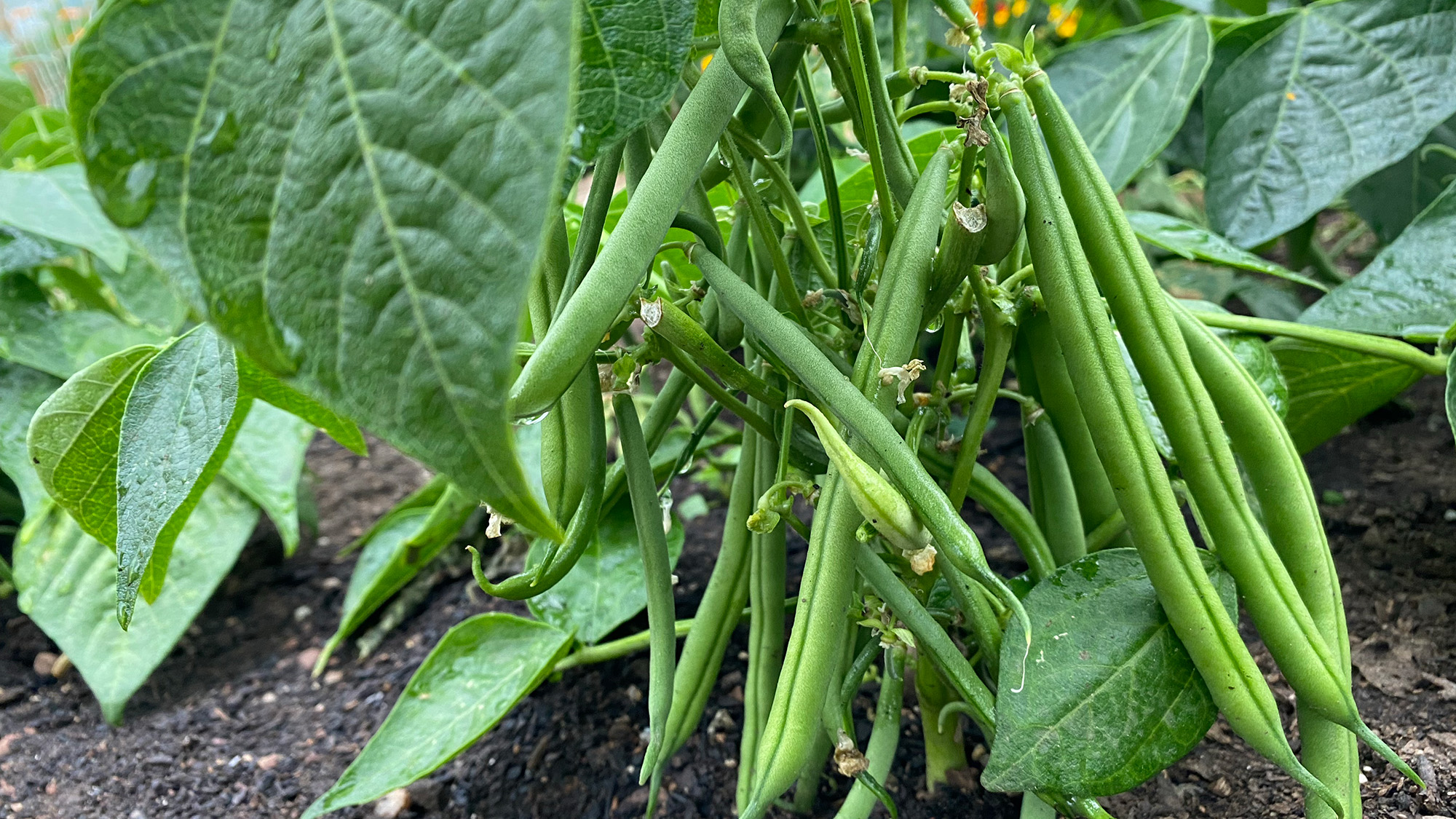 Dwarf French beans