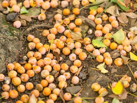 Ginkgo fruits litter the ground