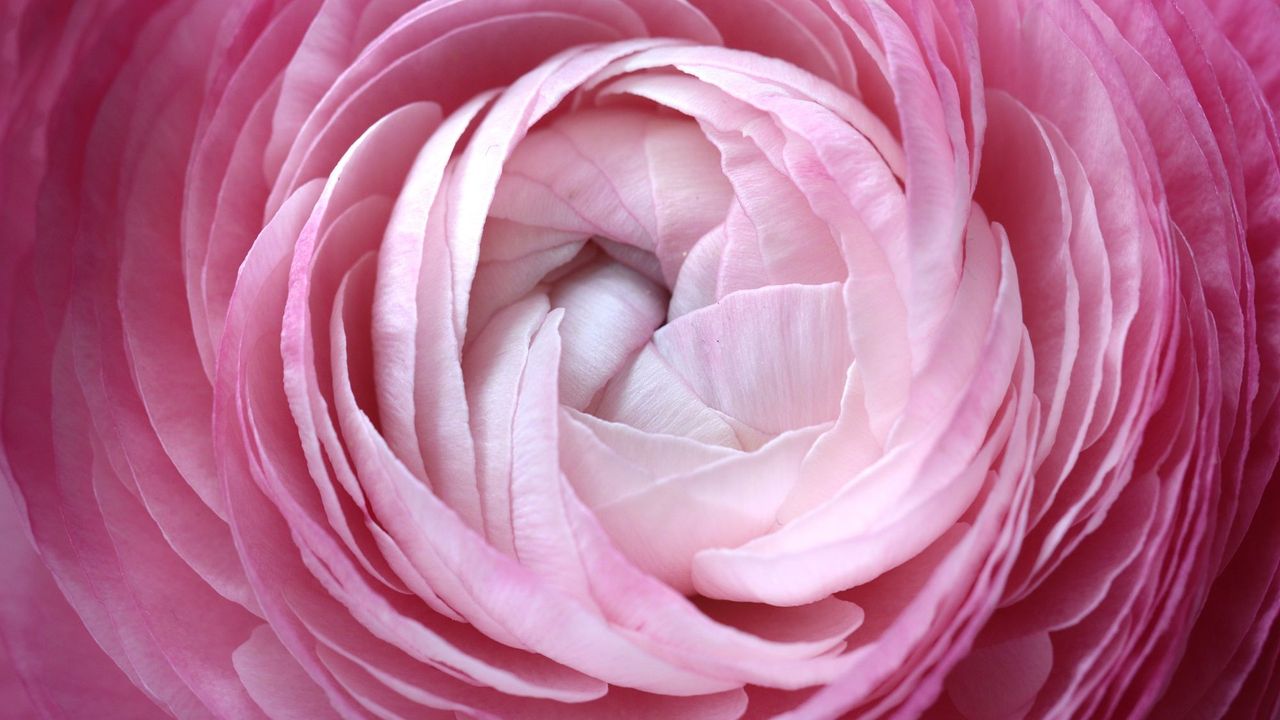 Best sex toys: A pink flower opening up