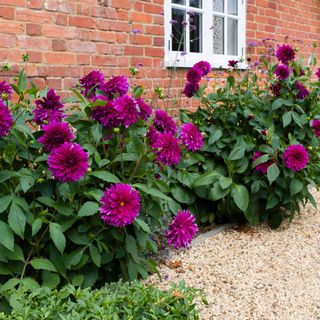 Dahlia flowers growing in a border of a garden against a red brick house