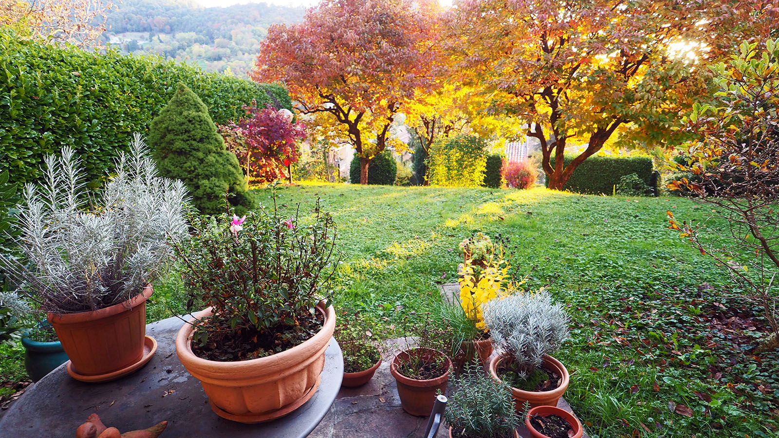 Idyllic early autumn garden corner with different kitchen herbs. Laurel hedge with ornamental shrubs, colorful persimmon trees and rolling hills in the background.