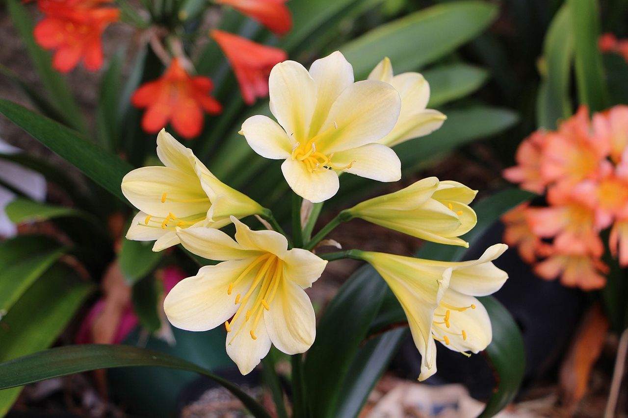 Flowered Clivia Plants