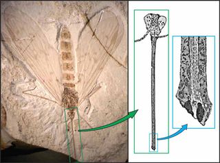 A fossil scorpionfly