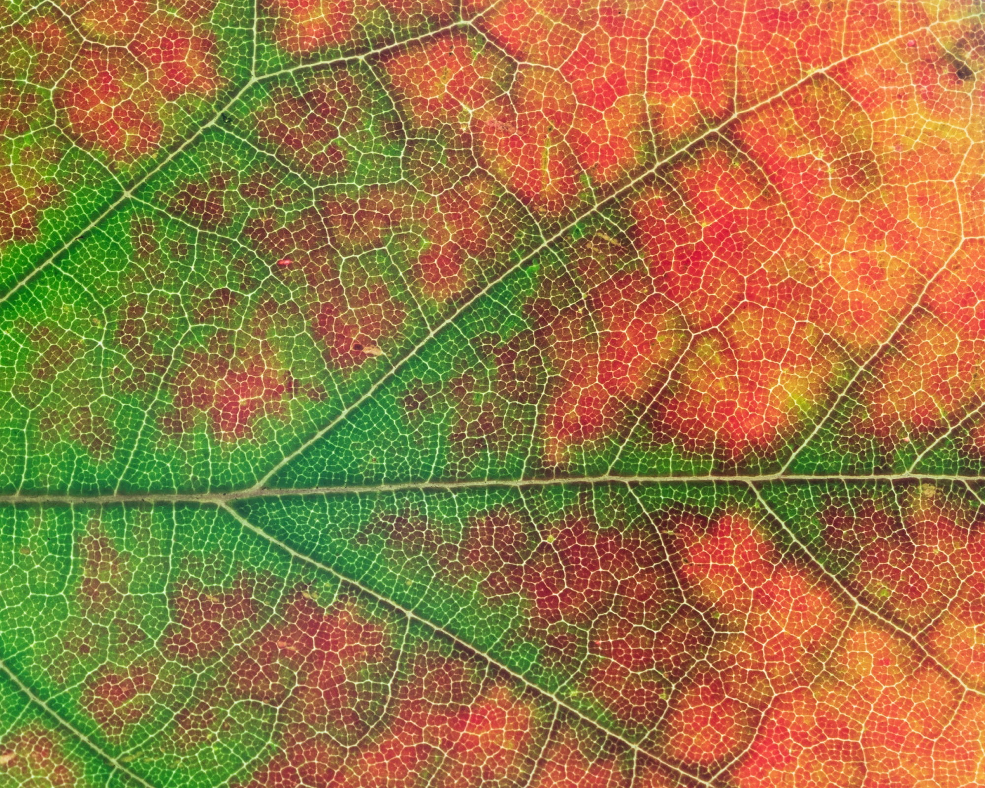 macro shot of a fall leaf
