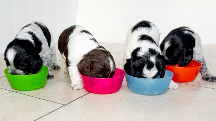 when do you stop feeding your dog puppy food