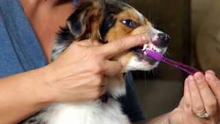 Puppy having teeth brushed