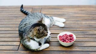 cat sitting next to raspberries