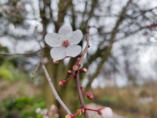 Xiaomi Mi 11 Ultra macro