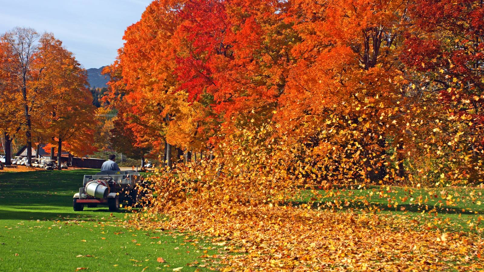 A lawn mower blowing autumn leaves on a lawn