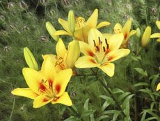 Yellow Lily Flowers