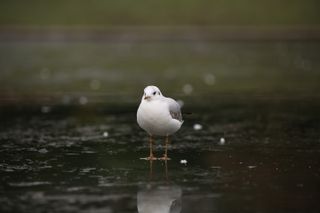 Canon EOS 5D Mark III with Sigma 70-200mm F2.8 DG OS HSM | S, 1/160sec at f/3.5, ISO100