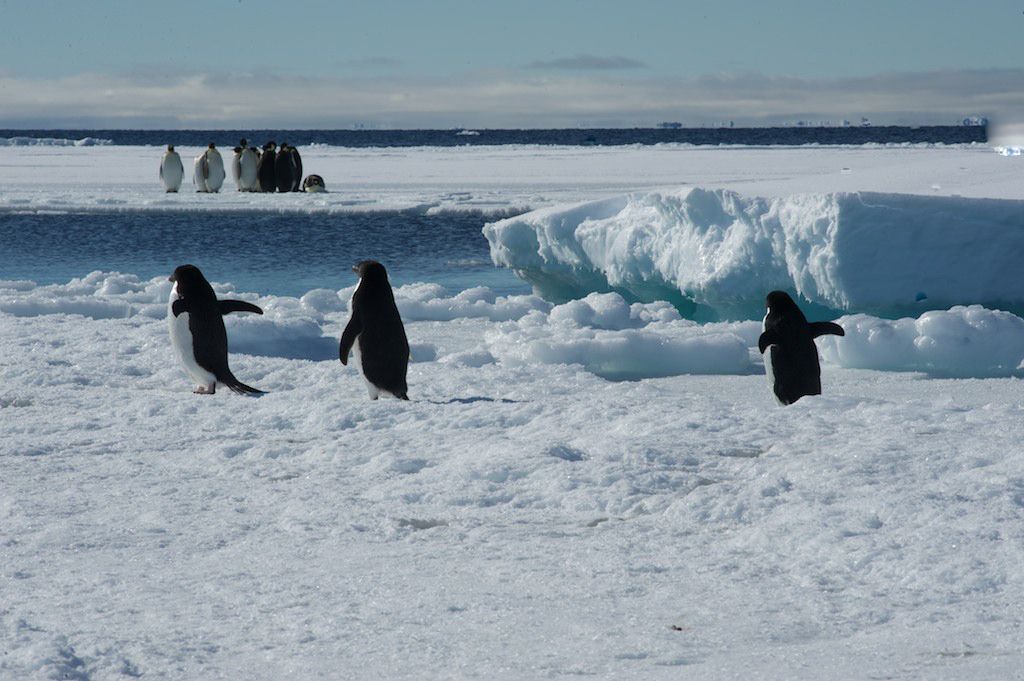 Charming Chick Photos: Antarctica's Baby Penguins | Live Science