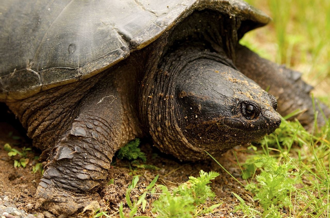 Turtle In The Garden