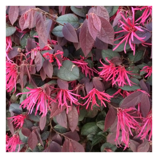 A close-up of a loropetalum in bloom