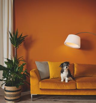orange sofa with dog on from john lewis & partners