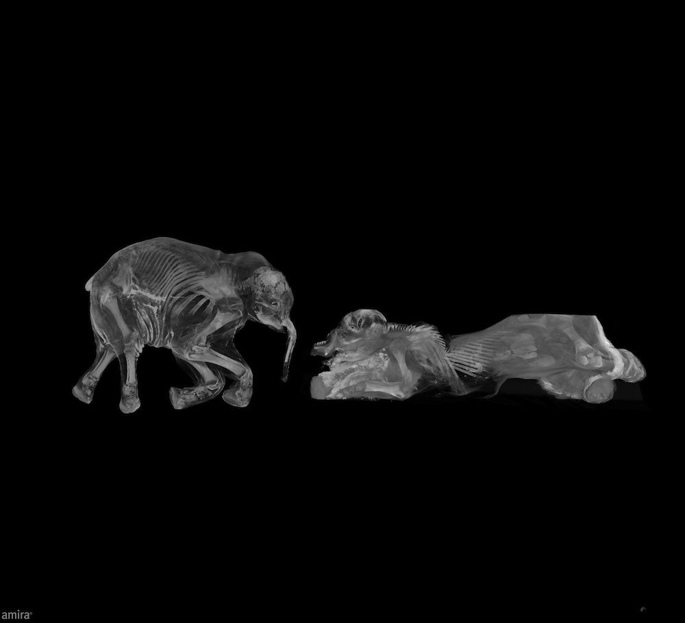 Khroma and Lyuba the baby mammoths get CT scanned.