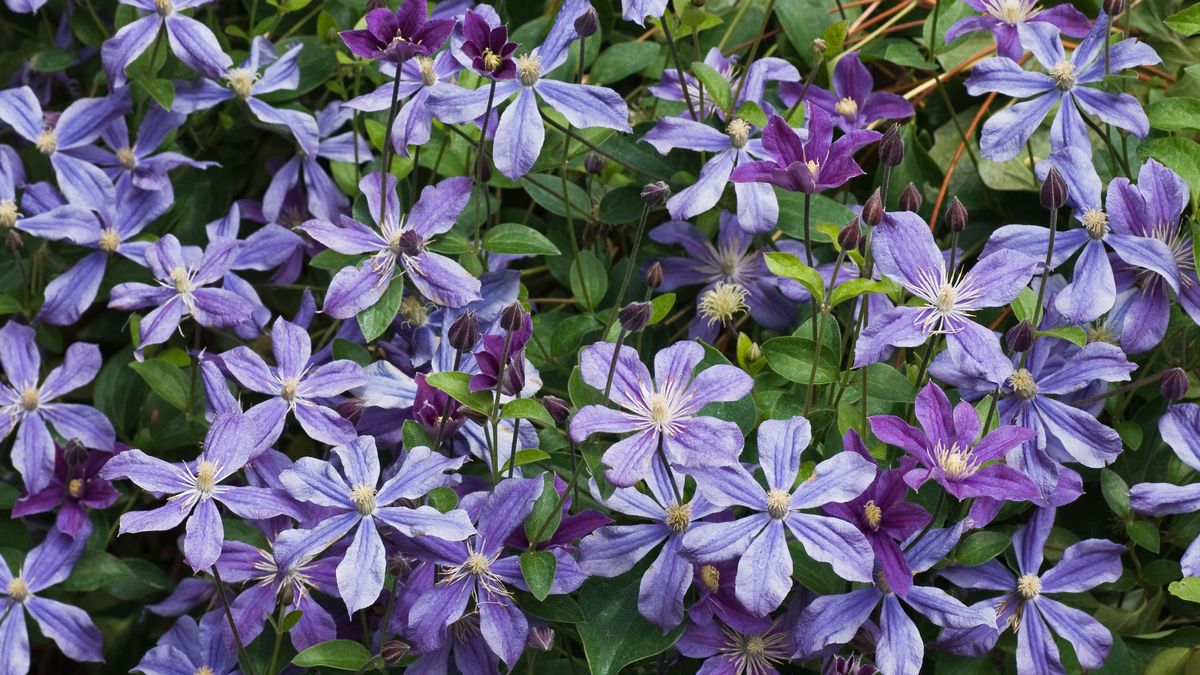 What to plant in October: our favorite plants to sow and grow this month
