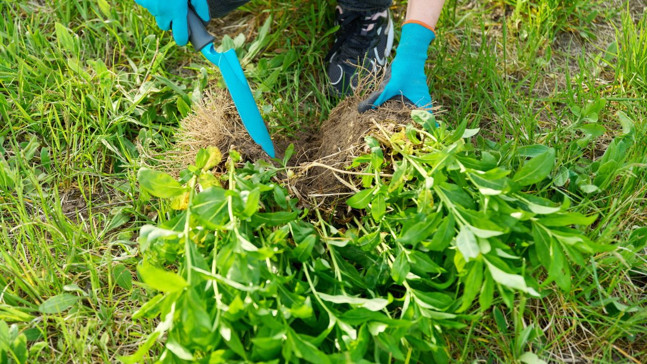 Dividing phlox plants 