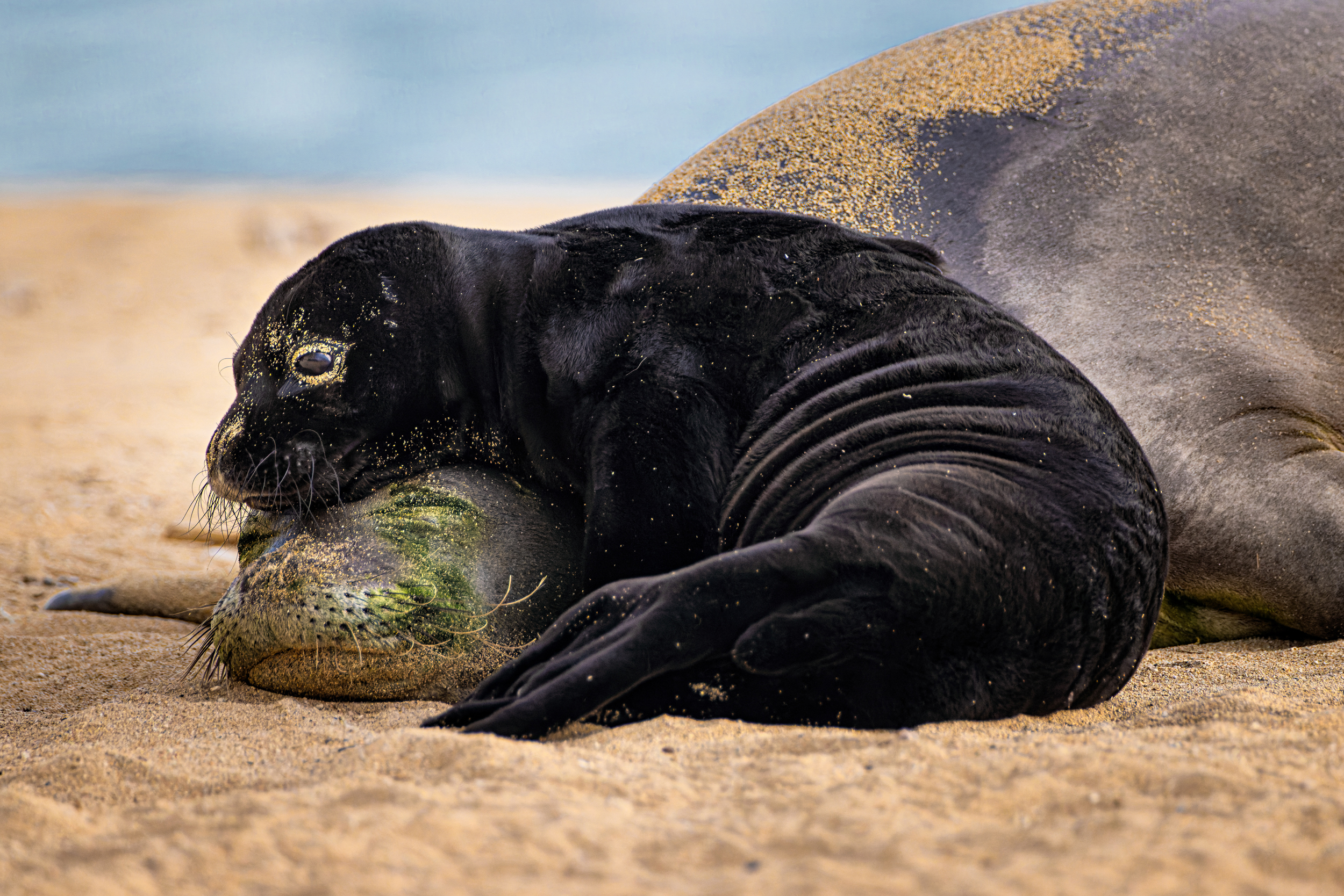 A black sea lion pup resting its head on the sandy head of its mother lying on the beach