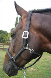 nubuck_vstrap_headcollar.jpg