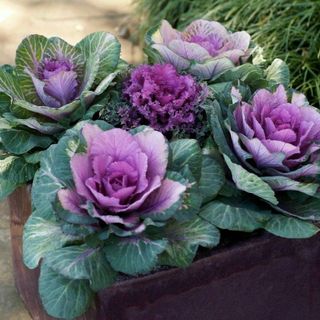 Ornamental Cabbage Autumn & Winter