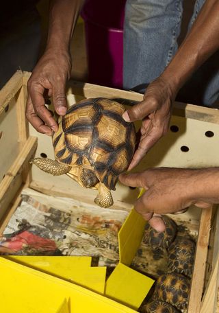 Plougshare tortoises being repatriated to Madagascar.