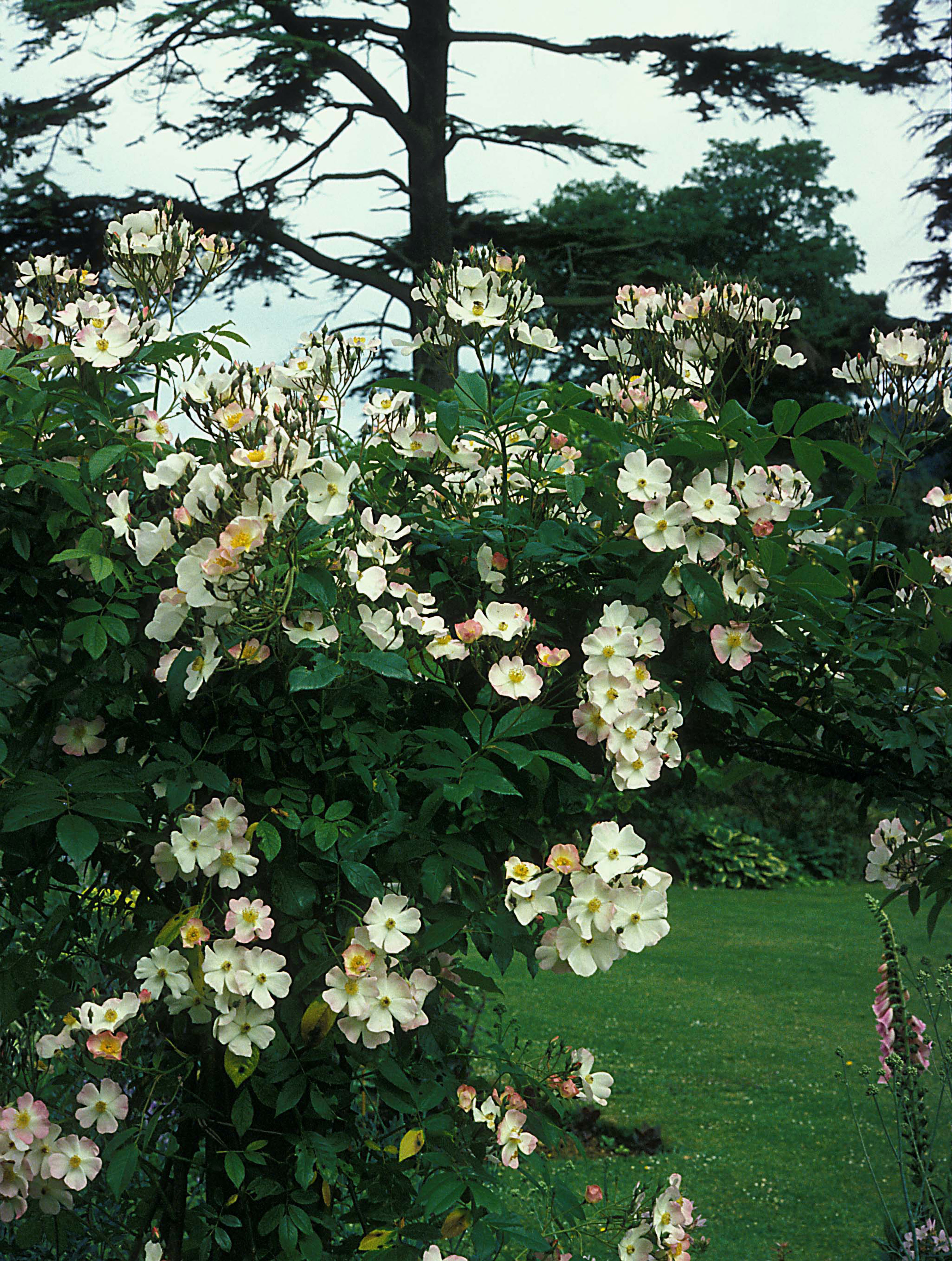 Rose garden ideas - francis e lester