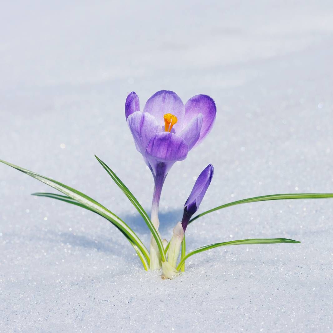 A purple crocus blooming in the snow