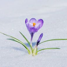 A purple crocus blooming in the snow