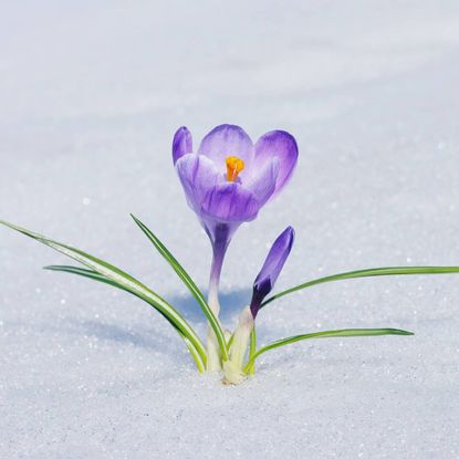 A purple crocus blooming in the snow