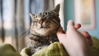 Hand petting cat under the chin