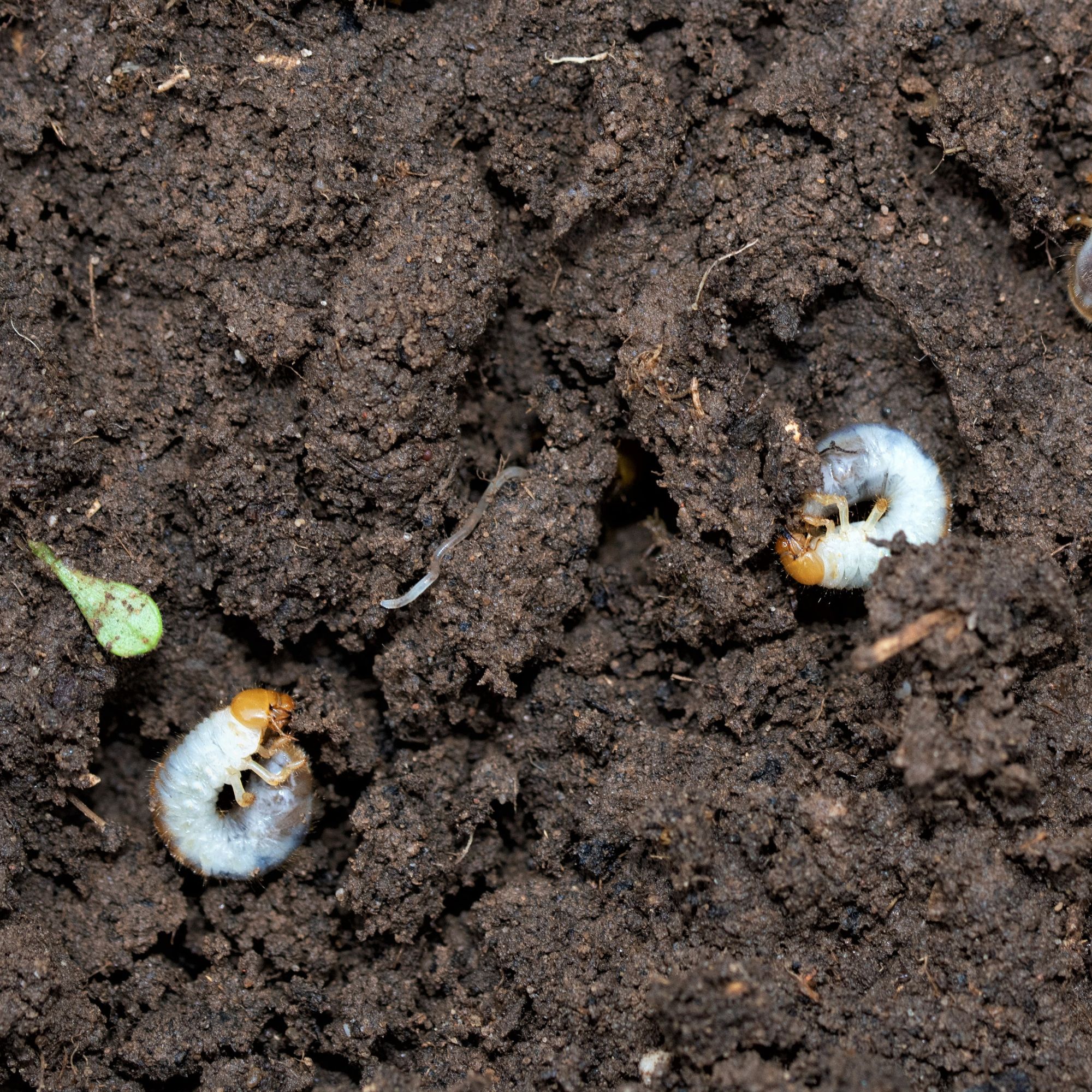 Chafer grubs in soil
