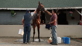 Journalism is washed during the morning training in preparation for the 151th Kentucky Derby at Churchill Downs in April 2025