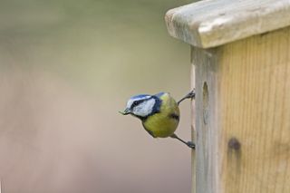 Monty Don's birdhouse ideas and advice: Bluetit with food on his birdhouse