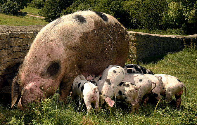 native british pig breeds