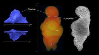 Pictures derived from micro-computed tomography scans of the Venus figure show an embedded bivalve and limonite (iron ore) concretions.