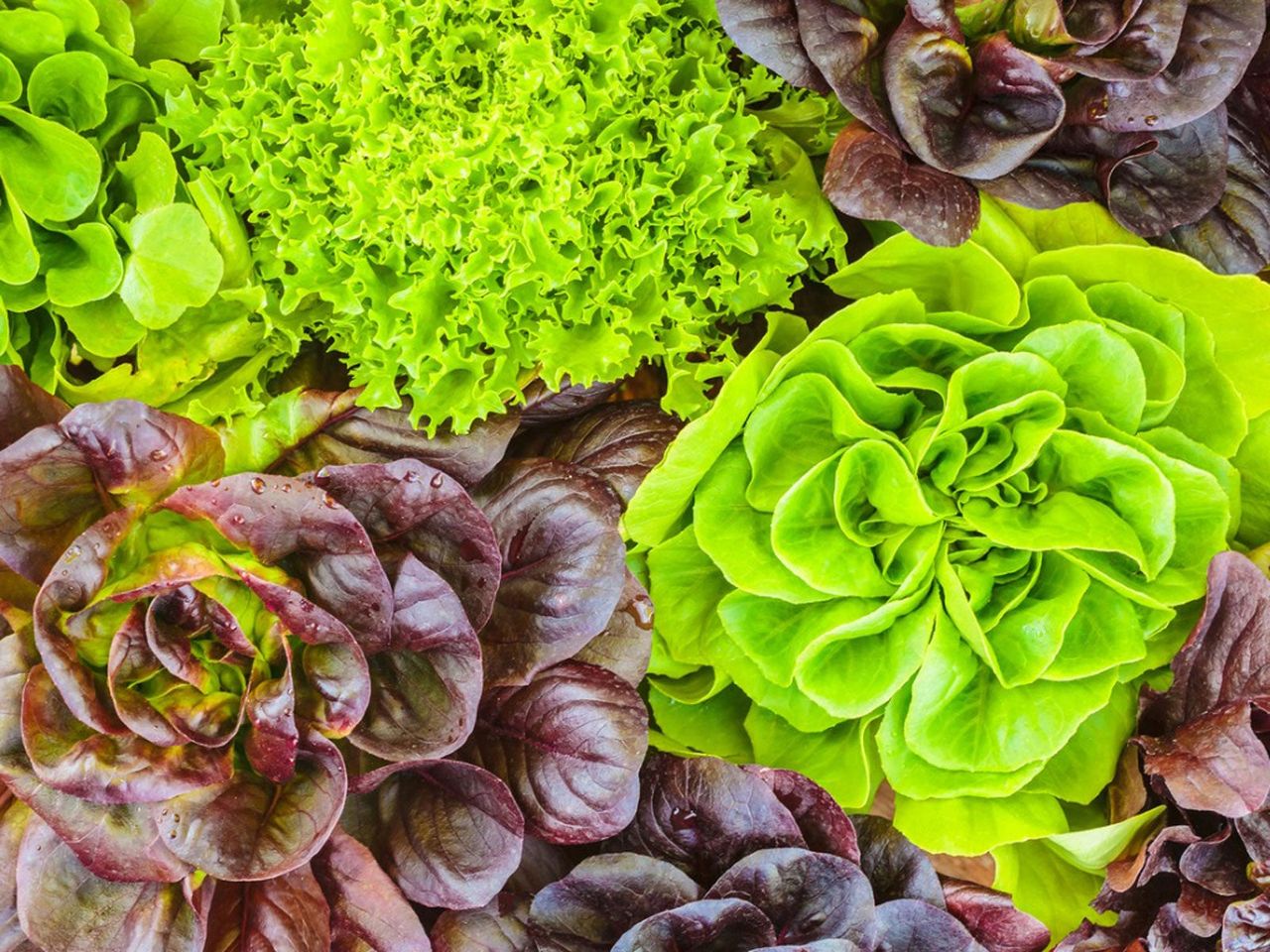 Several Types Of Lettuce In The Garden