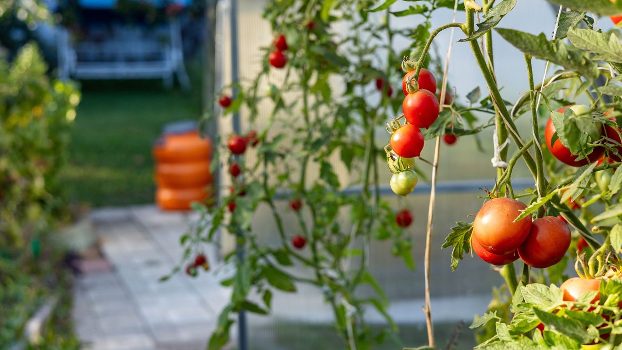 Tomatoes growing on tall vines