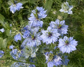 A clump of light blue nigella flowers