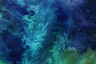 Phytoplankton blooms in the Chukchi Sea