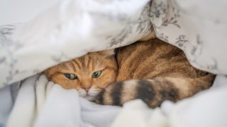 Cat looking anxious under the bed covers