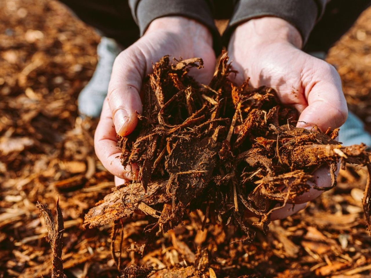 Hands scooping up wood mulch